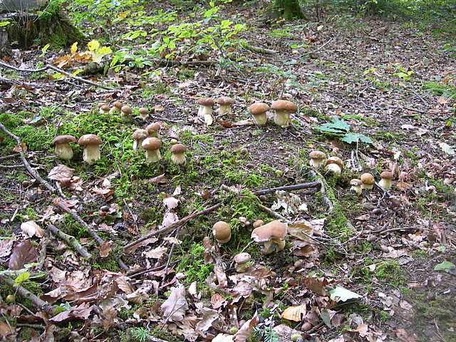 Le  meraviglie della foresta